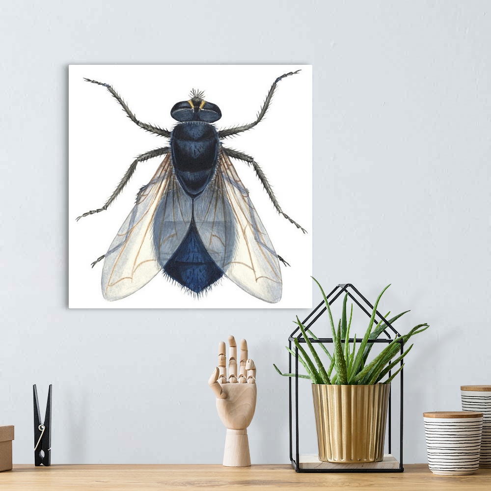 A bohemian room featuring Bluebottle Fly (Calliphora Erythrocephala)