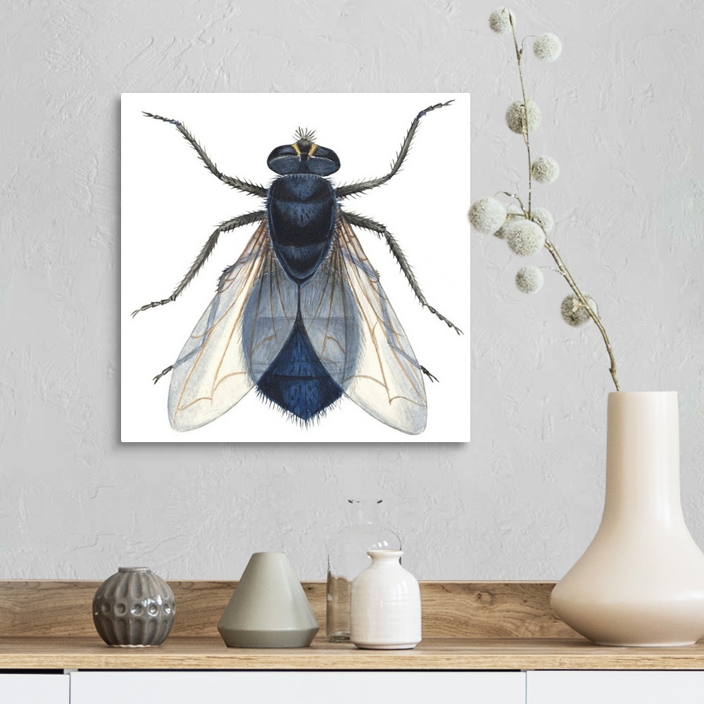 A farmhouse room featuring Bluebottle Fly (Calliphora Erythrocephala)