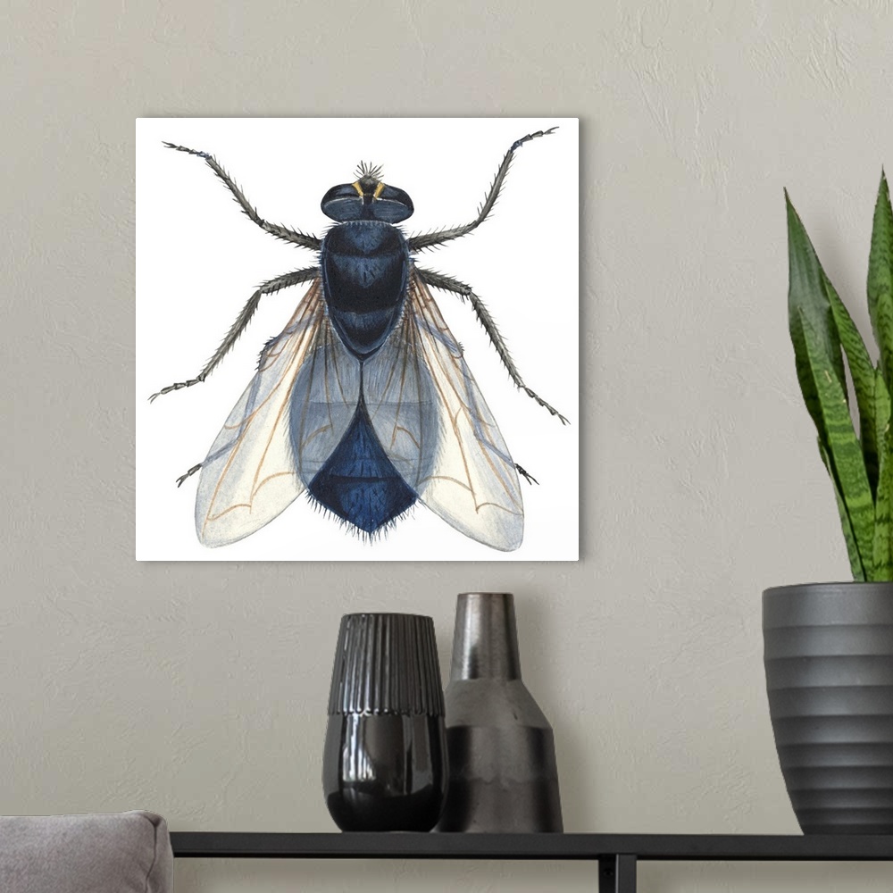 A modern room featuring Bluebottle Fly (Calliphora Erythrocephala)