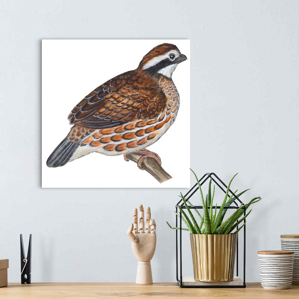 A bohemian room featuring Educational illustration of the bobwhite.