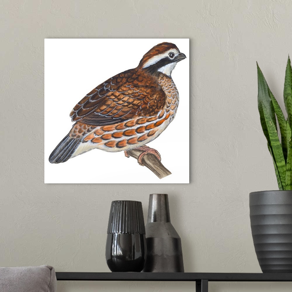 A modern room featuring Educational illustration of the bobwhite.