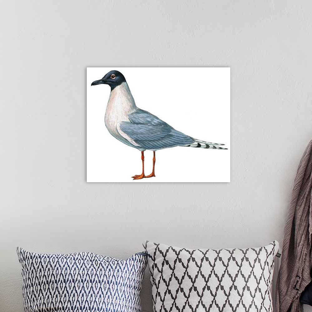A bohemian room featuring Educational illustration of the Bonaparte's gull.