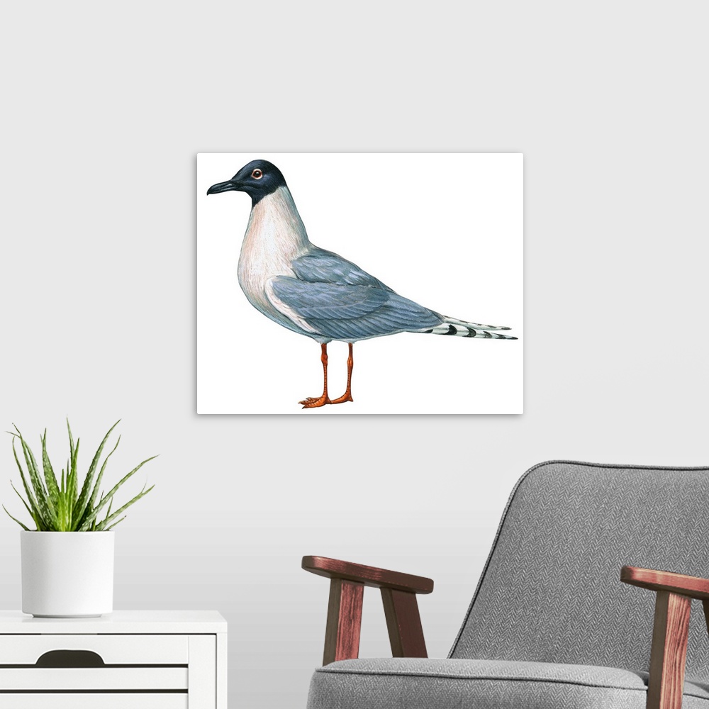 A modern room featuring Educational illustration of the Bonaparte's gull.