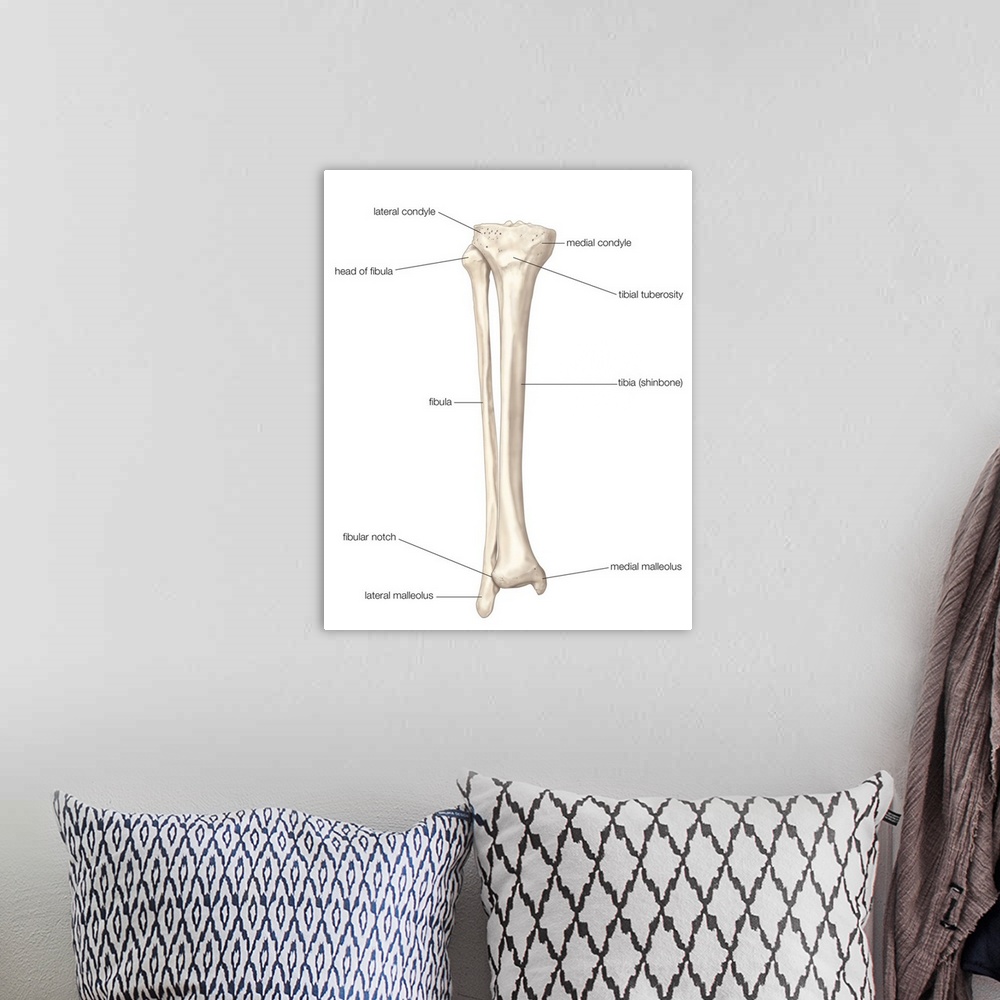 A bohemian room featuring Bones of right leg - anterior view. skeletal system