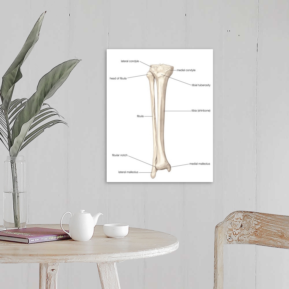 A farmhouse room featuring Bones of right leg - anterior view. skeletal system
