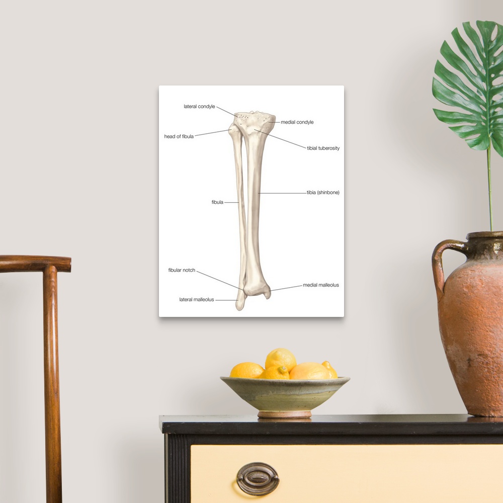 A traditional room featuring Bones of right leg - anterior view. skeletal system