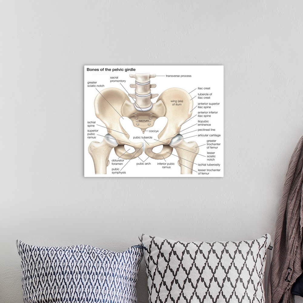 A bohemian room featuring Bones of the pelvic girdle. skeletal system