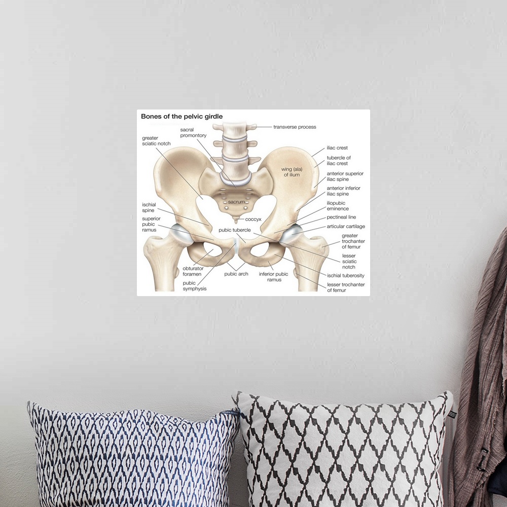 A bohemian room featuring Bones of the pelvic girdle. skeletal system