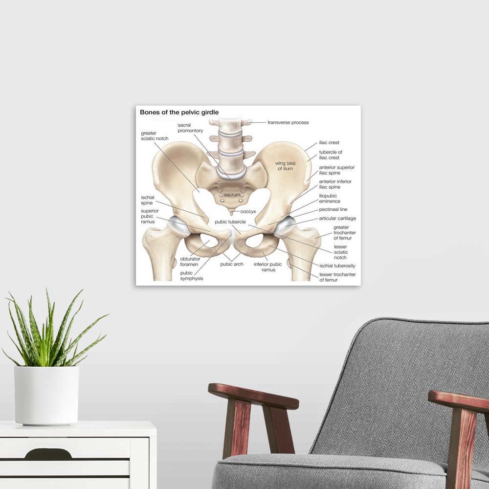 A modern room featuring Bones of the pelvic girdle. skeletal system