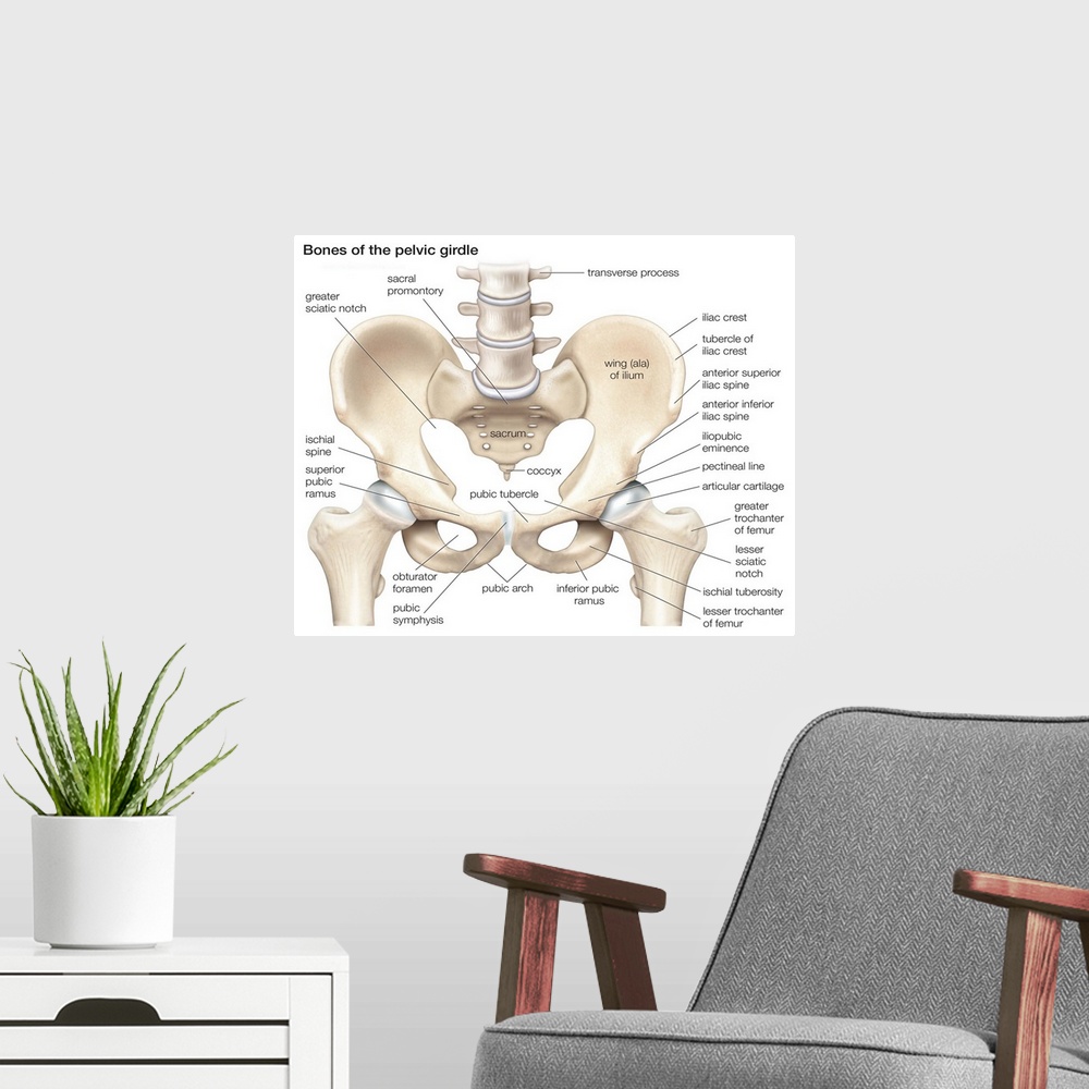 A modern room featuring Bones of the pelvic girdle. skeletal system