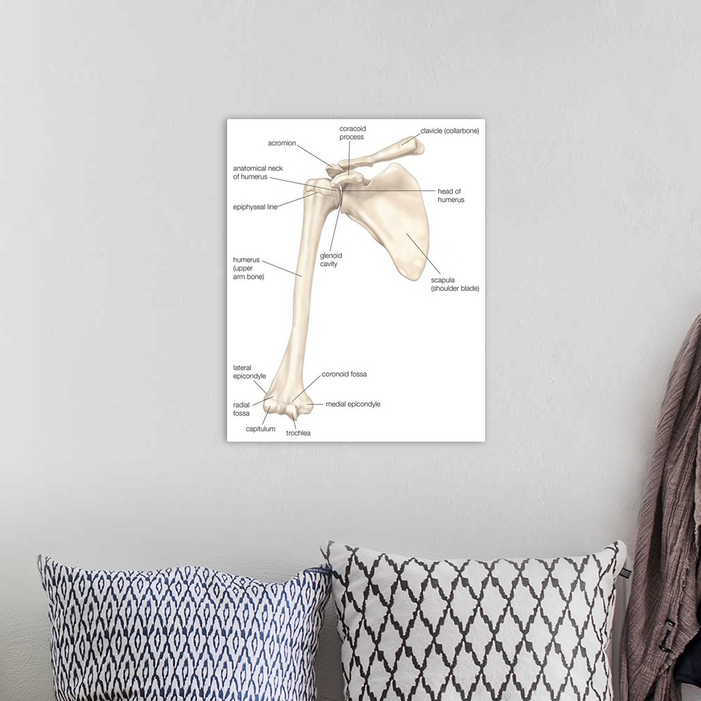 A bohemian room featuring Bones of the shoulder - anterior view. skeletal system