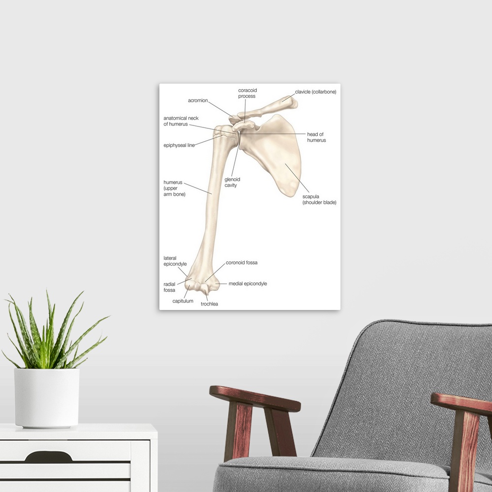 A modern room featuring Bones of the shoulder - anterior view. skeletal system