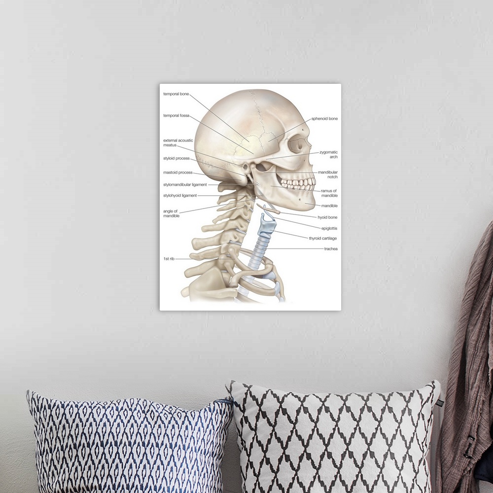 A bohemian room featuring Bony framework of head and neck. skeletal system