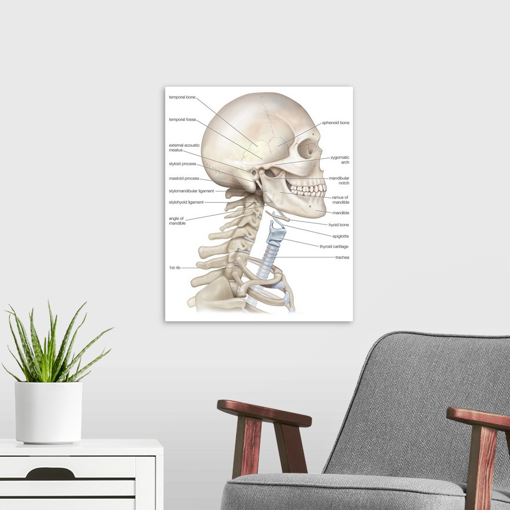 A modern room featuring Bony framework of head and neck. skeletal system