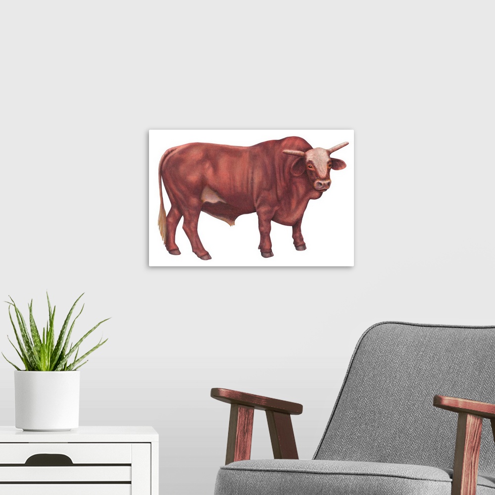 A modern room featuring Braford Bull, Beef Cattle