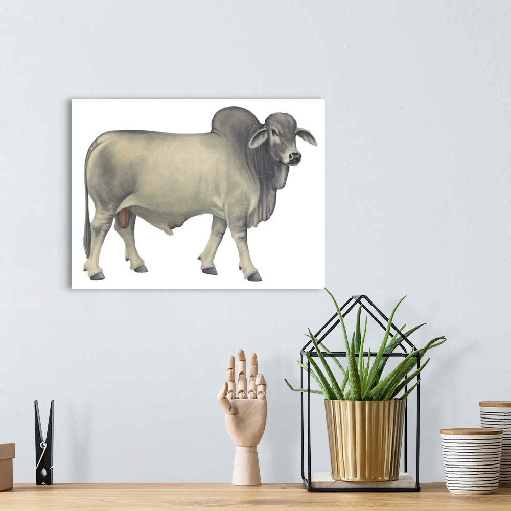A bohemian room featuring Brahman Bull, Beef Cattle
