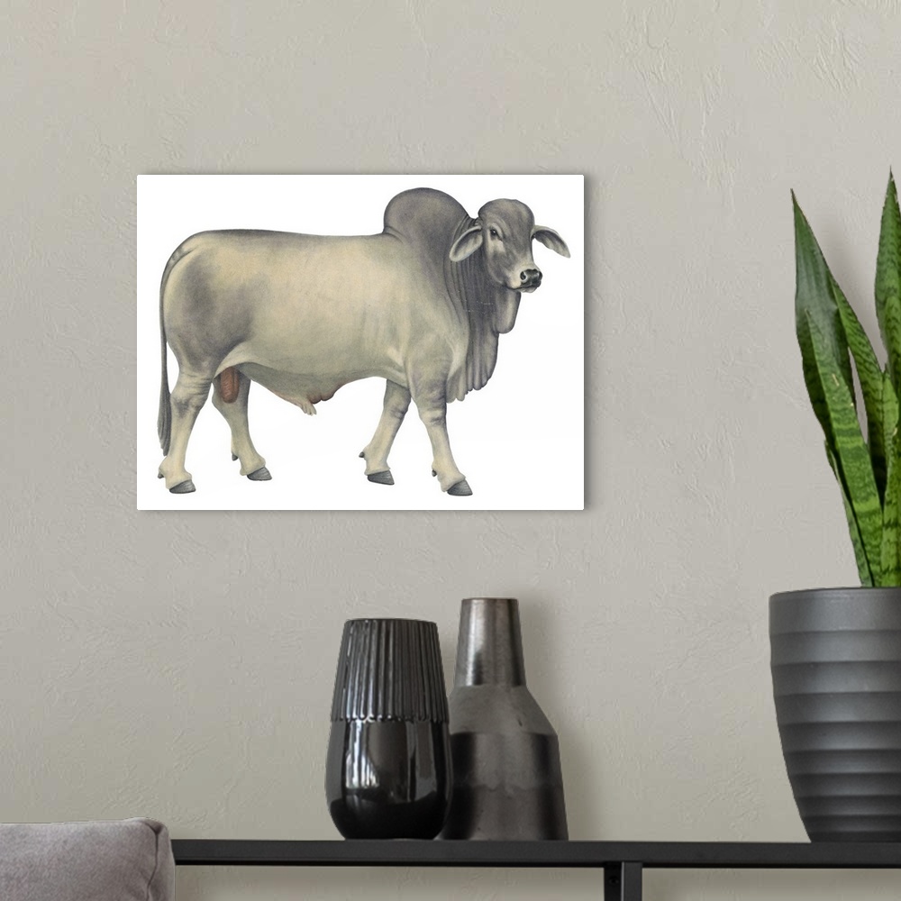 A modern room featuring Brahman Bull, Beef Cattle