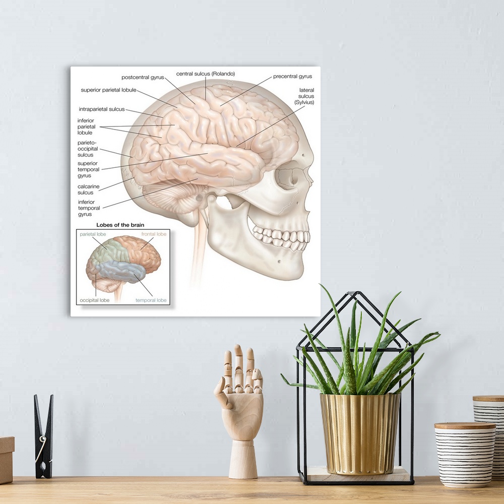 A bohemian room featuring Brain with skull in situ - lateral view. nervous system