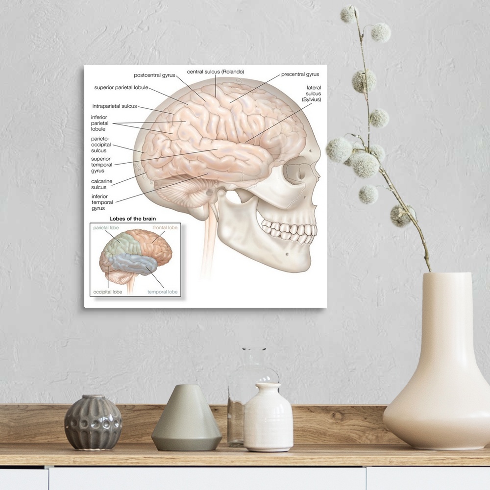 A farmhouse room featuring Brain with skull in situ - lateral view. nervous system