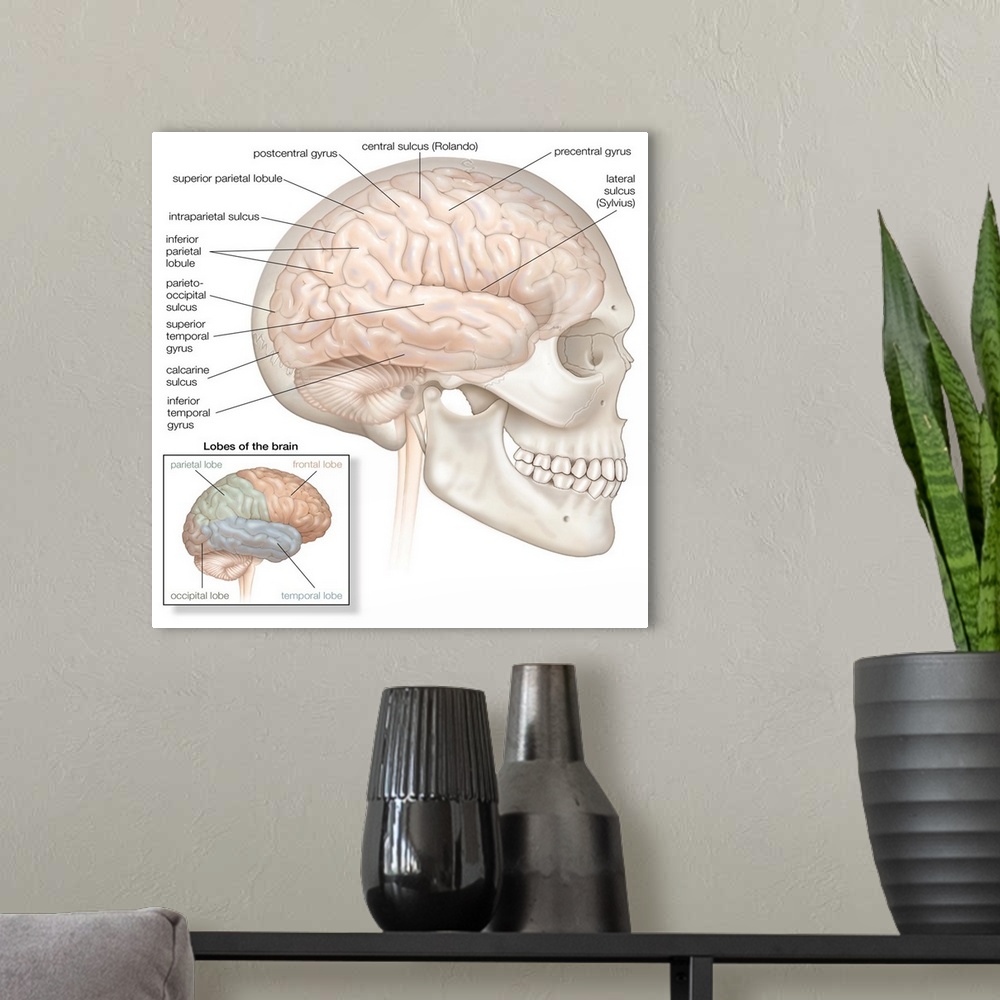 A modern room featuring Brain with skull in situ - lateral view. nervous system