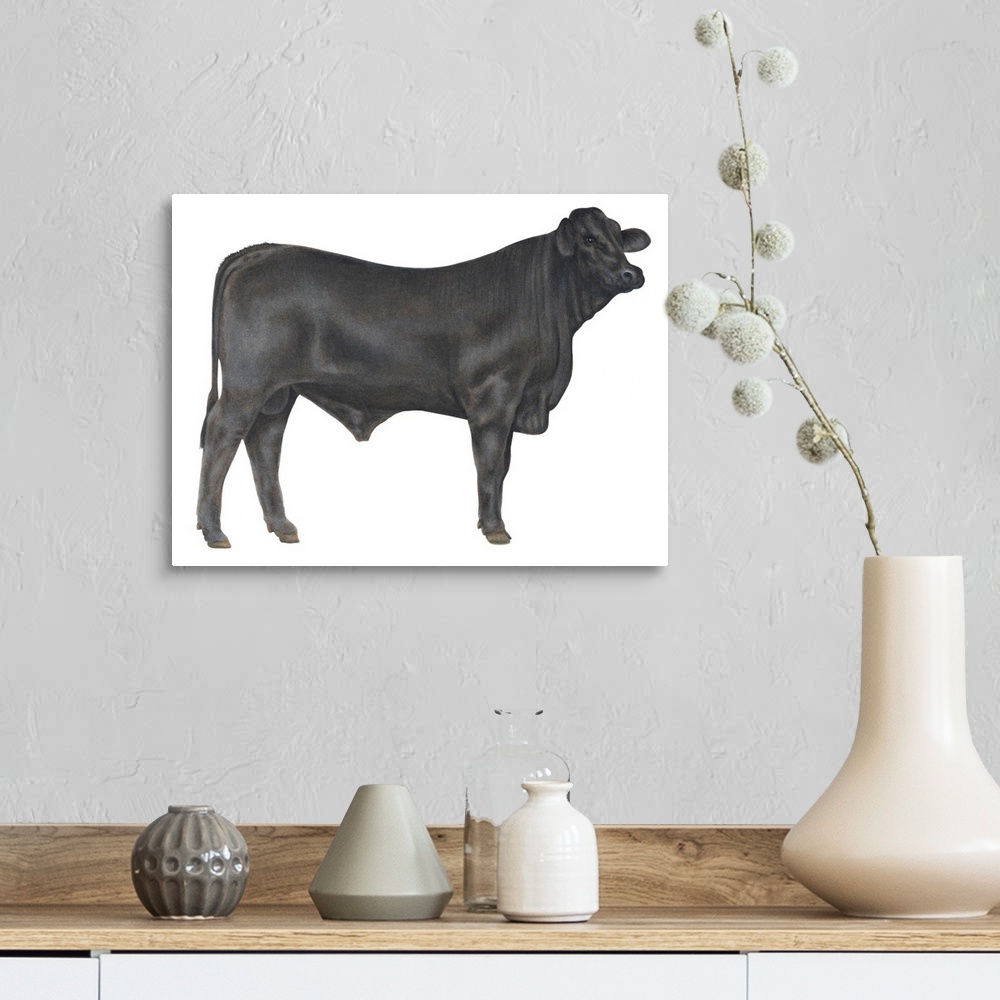 A farmhouse room featuring Brangus Bull, Beef Cattle