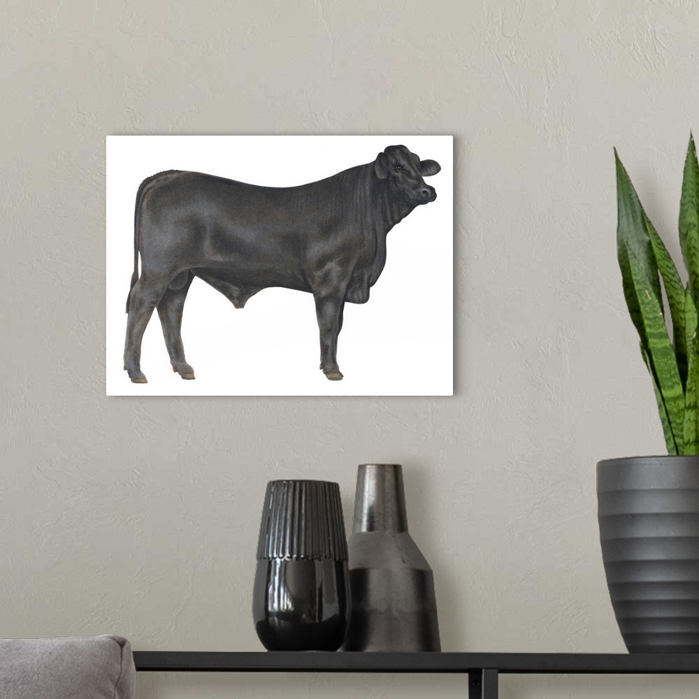 A modern room featuring Brangus Bull, Beef Cattle