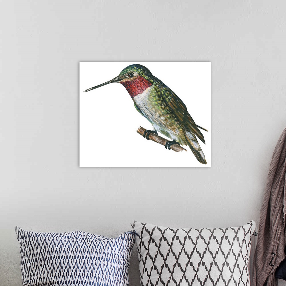 A bohemian room featuring Educational illustration of the broad-tailed hummingbird.
