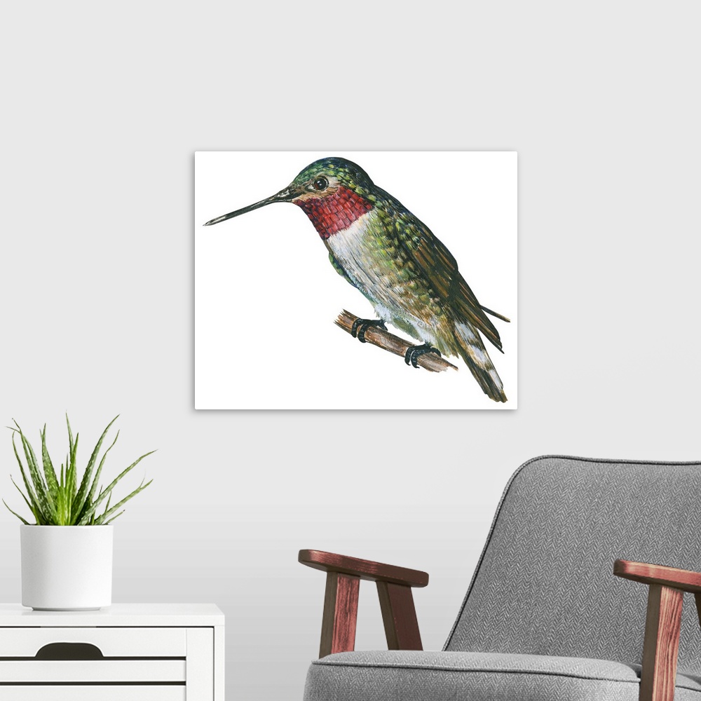 A modern room featuring Educational illustration of the broad-tailed hummingbird.