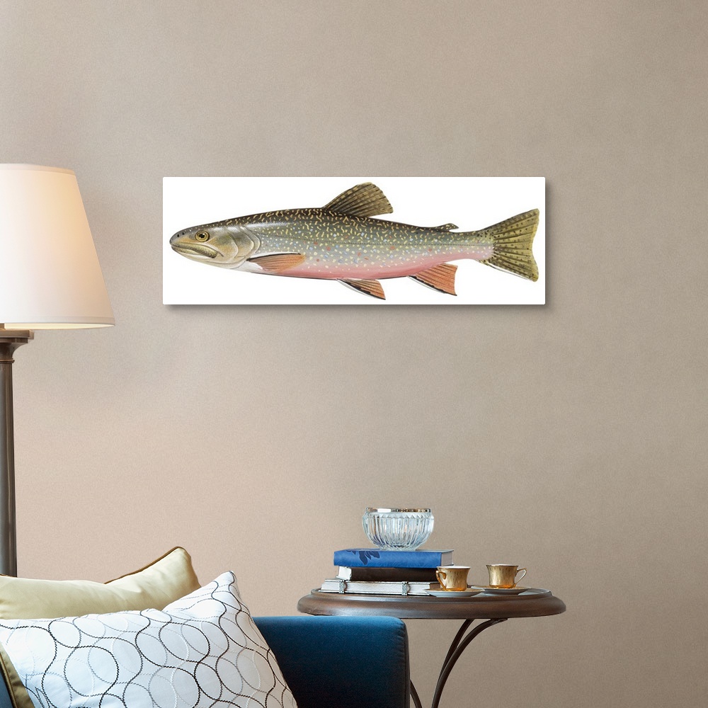 A traditional room featuring Brook Trout (Salvelinus Fontinalis)