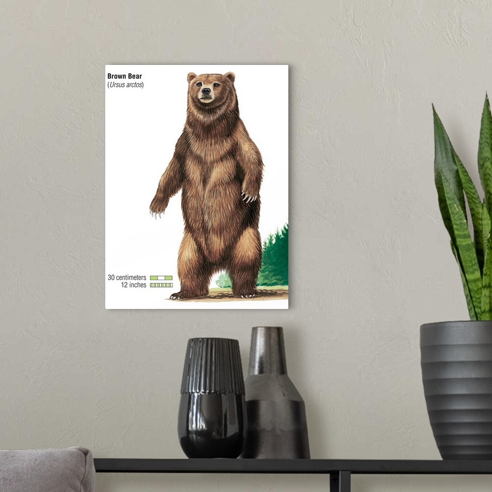 A modern room featuring Brown Bear (Ursus Arctos)