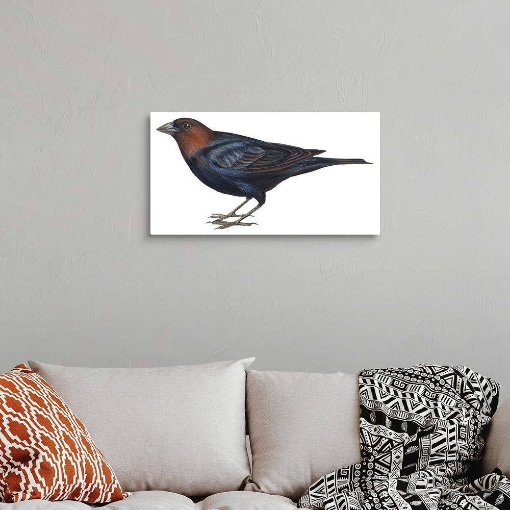A bohemian room featuring Educational illustration of the brown-headed cowbird.
