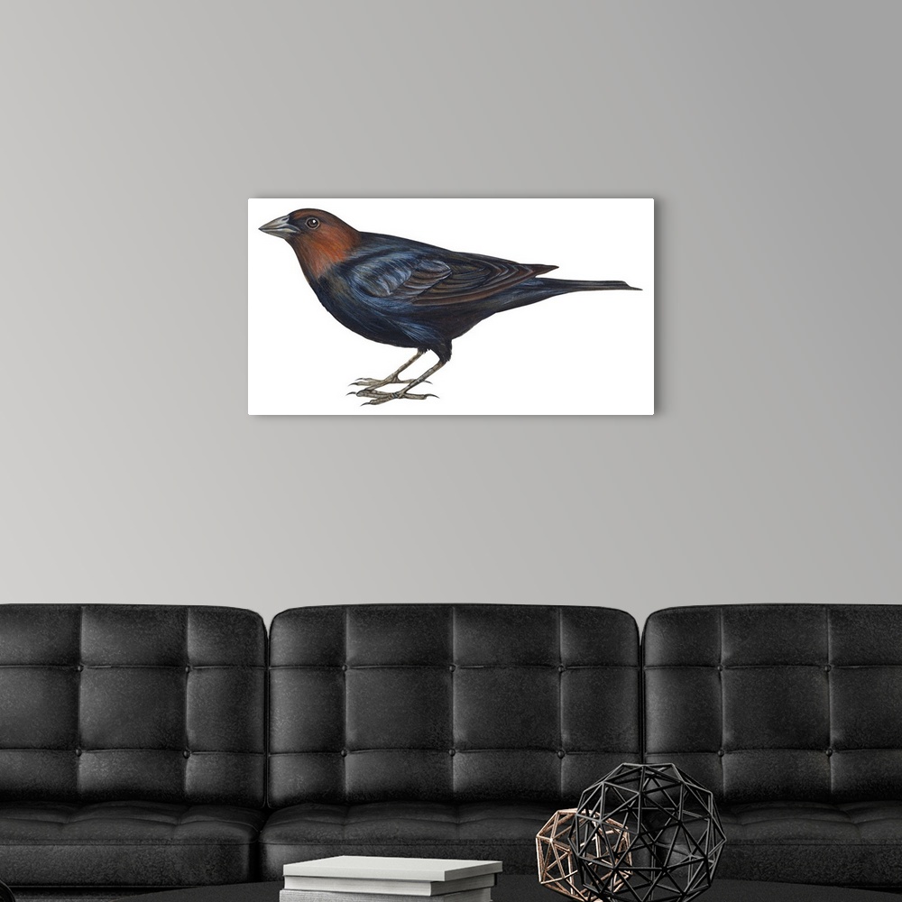 A modern room featuring Educational illustration of the brown-headed cowbird.