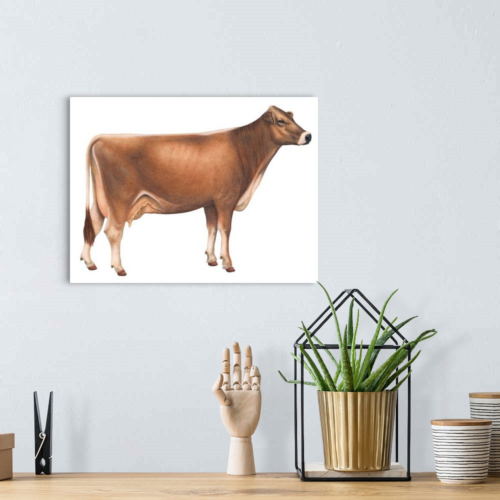 A bohemian room featuring Brown Swiss Cow, Dairy Cattle