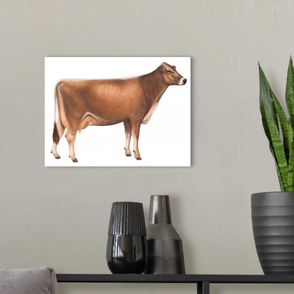 A modern room featuring Brown Swiss Cow, Dairy Cattle