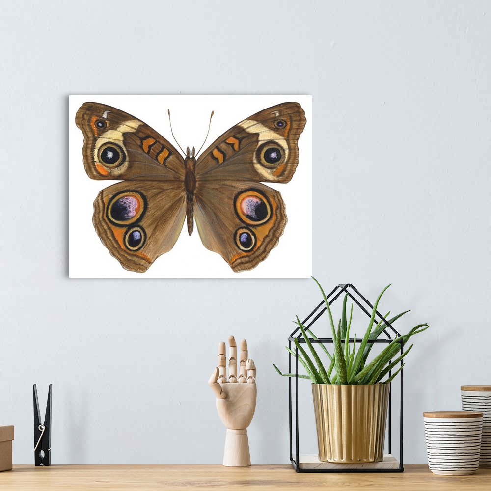 A bohemian room featuring Buckeye Butterfly (Precis Lavinia)