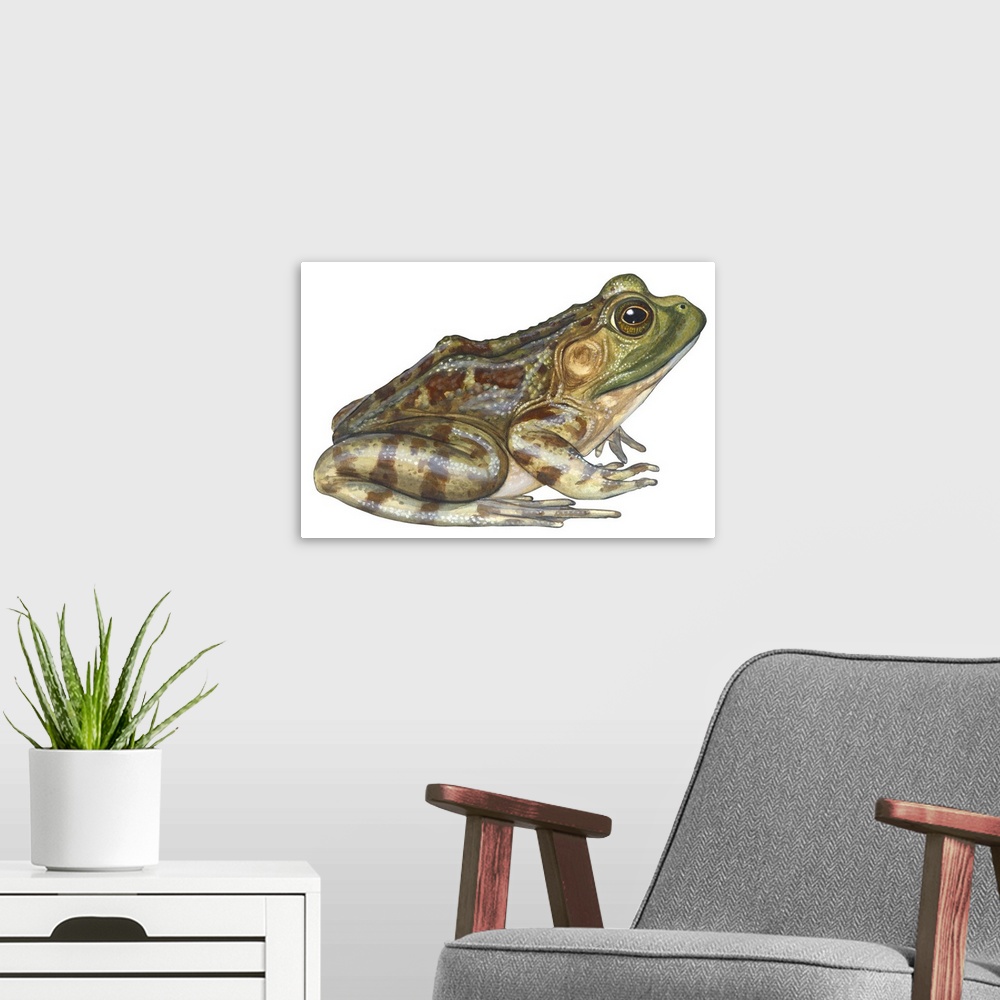 A modern room featuring An illustration from Encyclopaedia Britannica of a bullfrog.