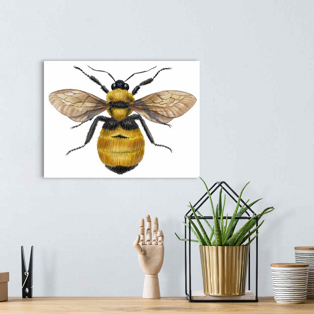 A bohemian room featuring Bumblebee (Bombus Pennsylvanicus)