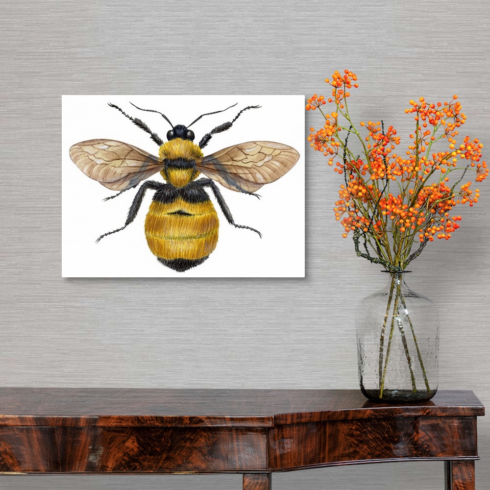 A traditional room featuring Bumblebee (Bombus Pennsylvanicus)