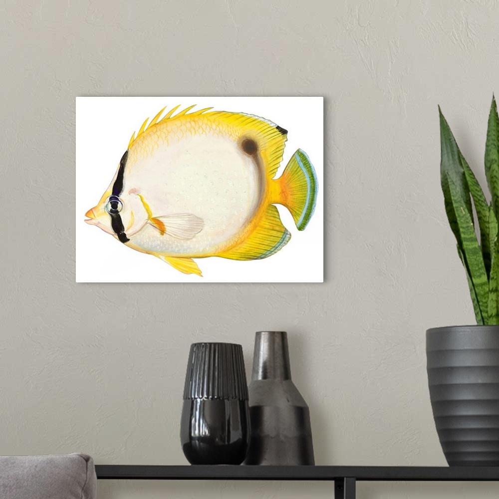 A modern room featuring Butterflyfish (Chaetodon Ocellatus)