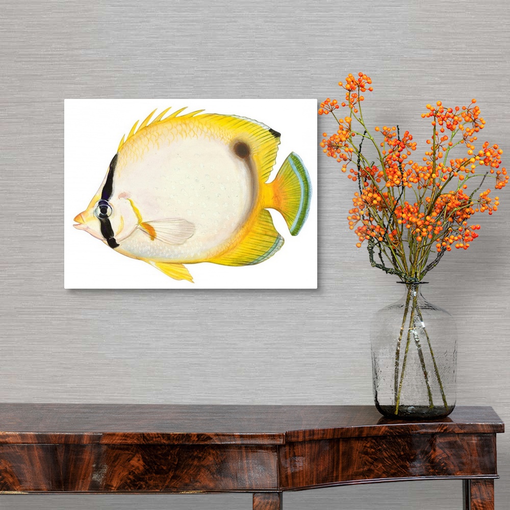 A traditional room featuring Butterflyfish (Chaetodon Ocellatus)