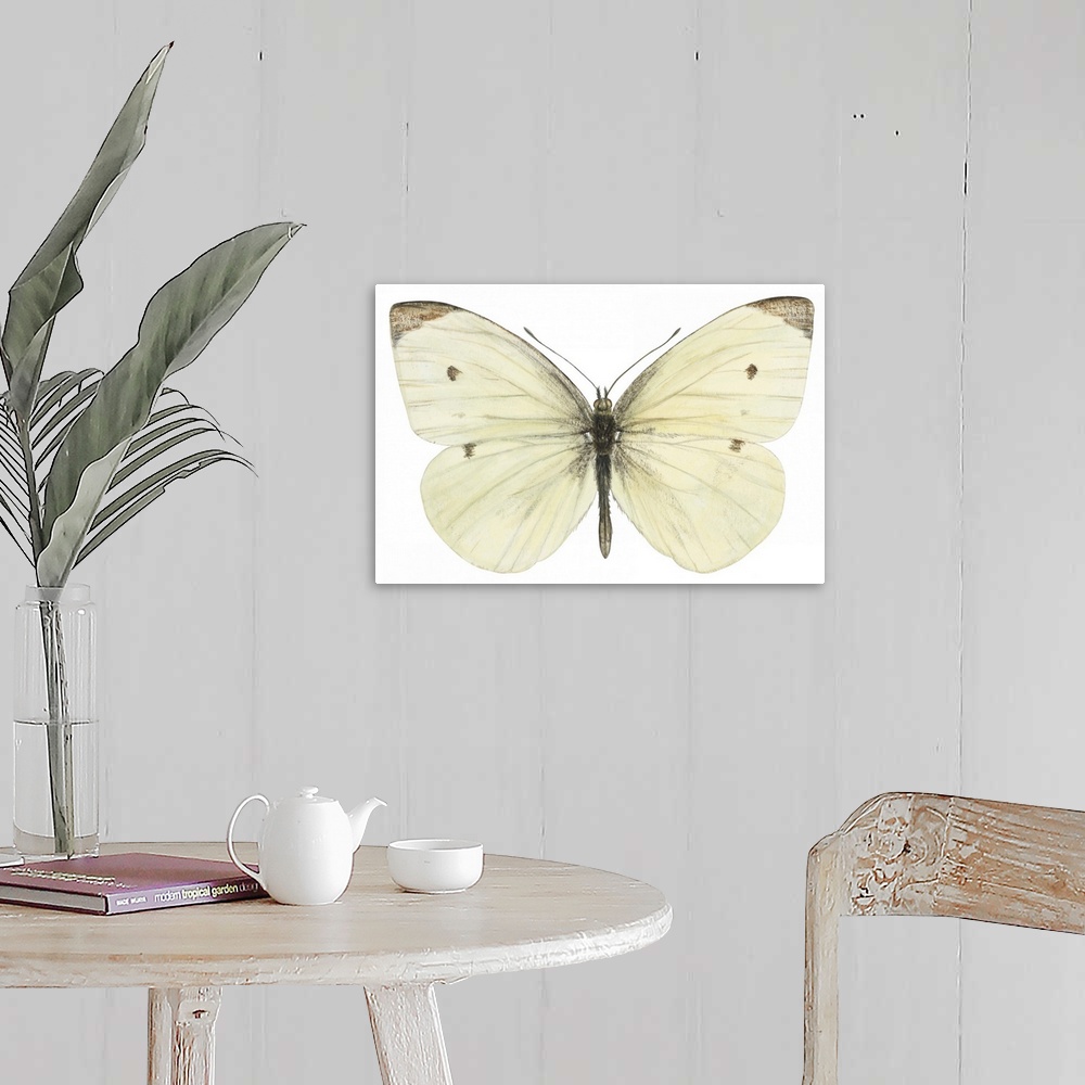 A farmhouse room featuring Cabbage Butterfly (Pieris Rapae)