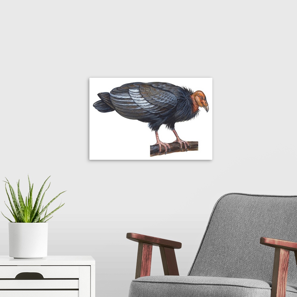 A modern room featuring Educational illustration of the California condor.