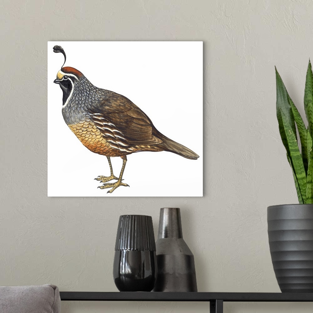 A modern room featuring Educational illustration of the California quail.