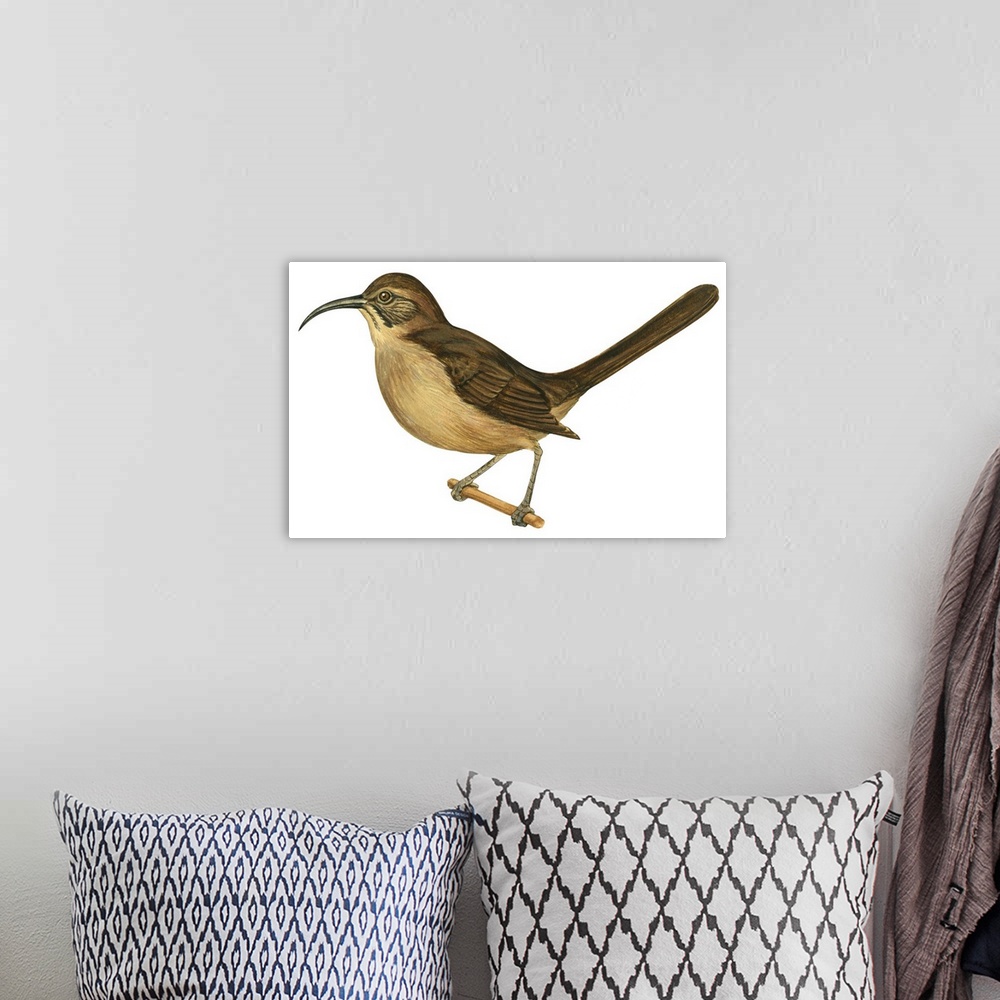 A bohemian room featuring Educational illustration of the California thrasher.