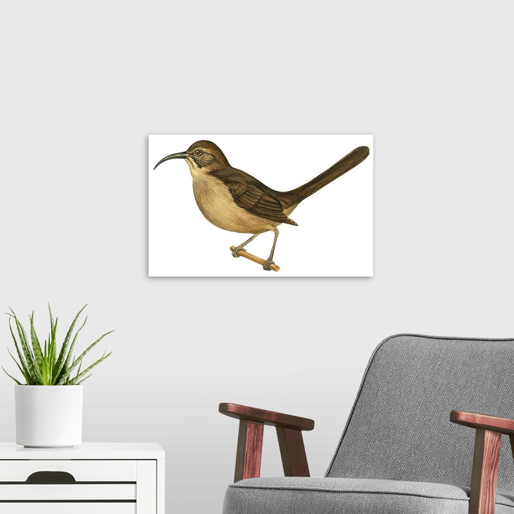 A modern room featuring Educational illustration of the California thrasher.