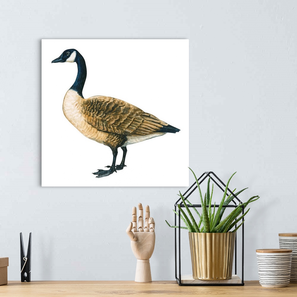 A bohemian room featuring Educational illustration of the Canada goose.