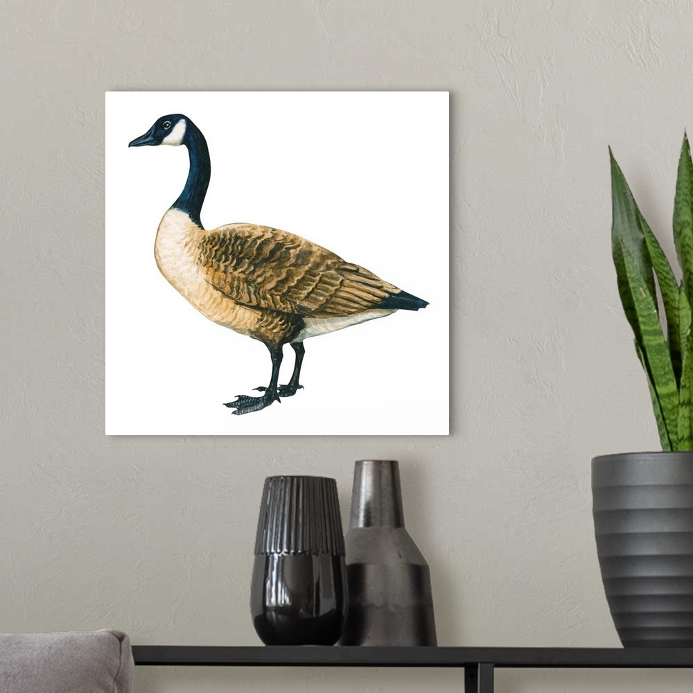 A modern room featuring Educational illustration of the Canada goose.