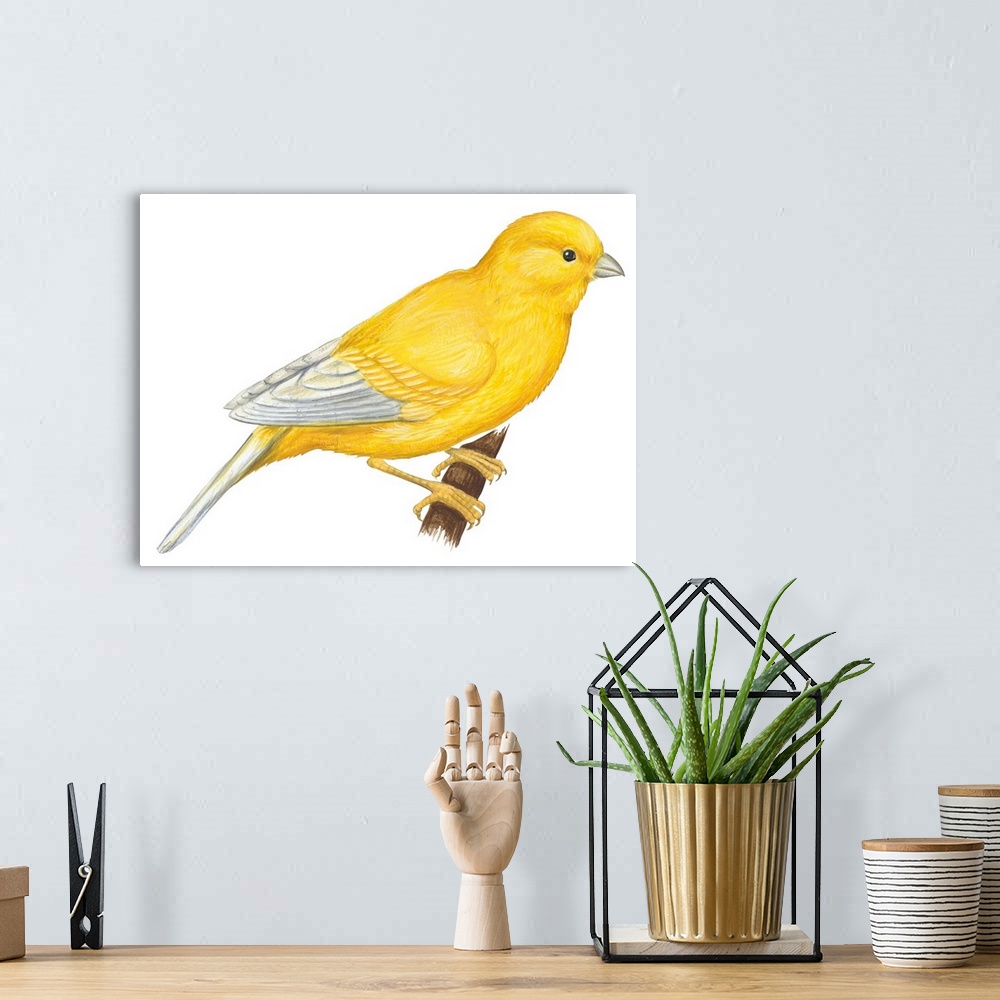 A bohemian room featuring Educational illustration of a canary.