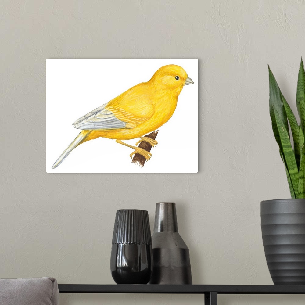 A modern room featuring Educational illustration of a canary.