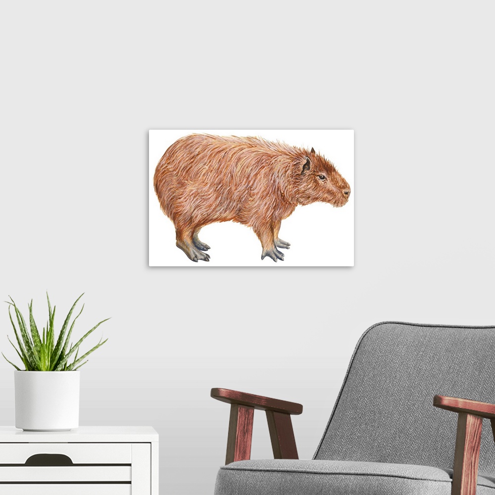 A modern room featuring Capybara (Hydrochoerus Capybara)
